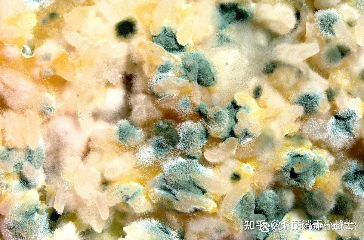 食品工厂中霉菌污染的主要来源有哪些
